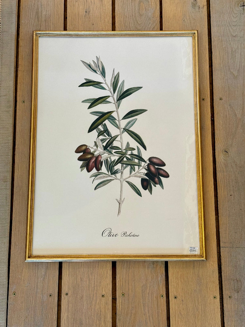 Danish Botanical Print, Olive Picholine