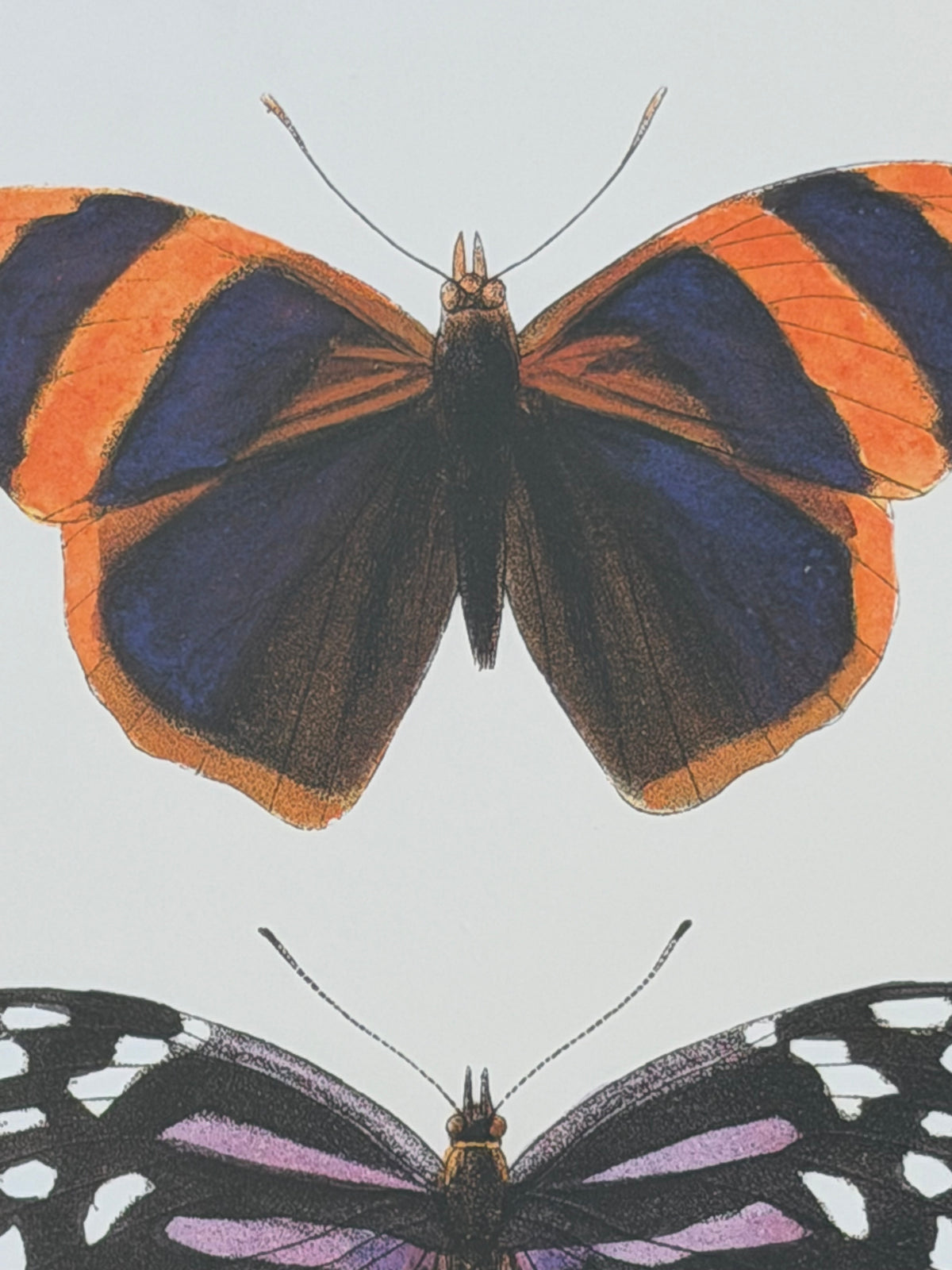 Danish Botanical Print, Butterflies
