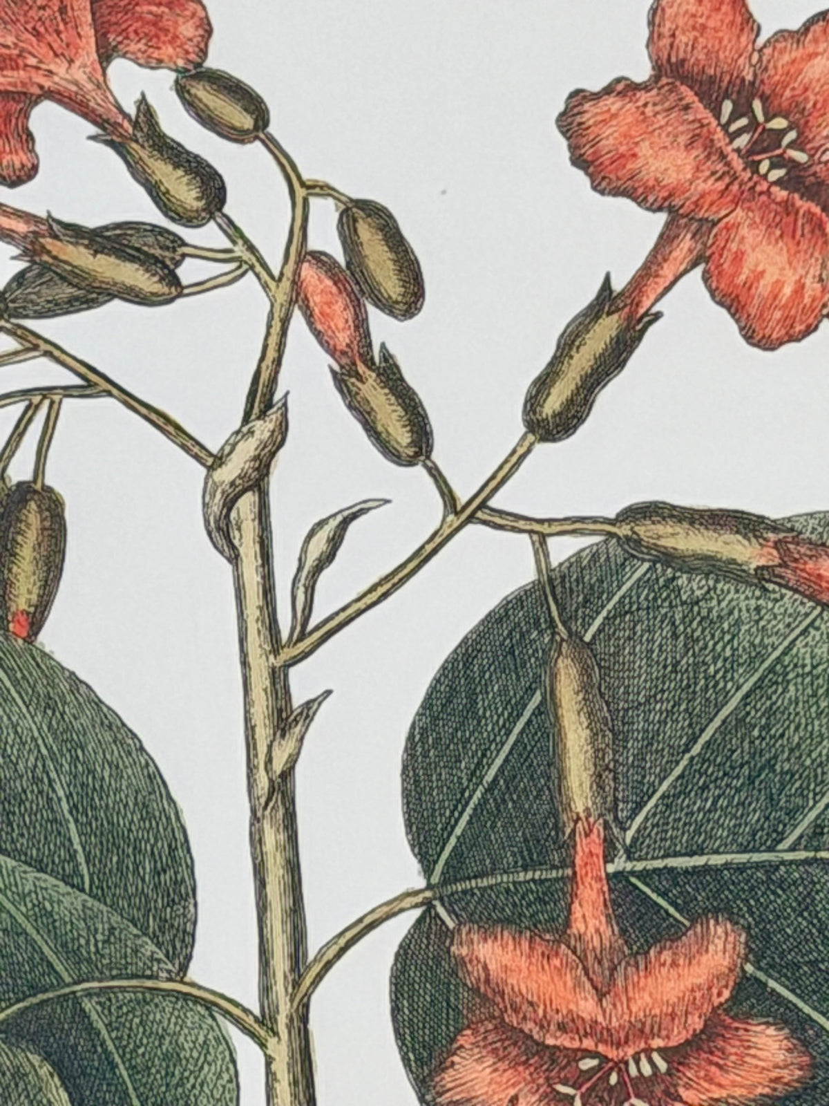 Danish Botanical Print