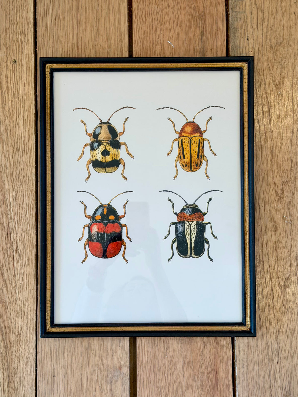 Danish Botanical Print, Beetles