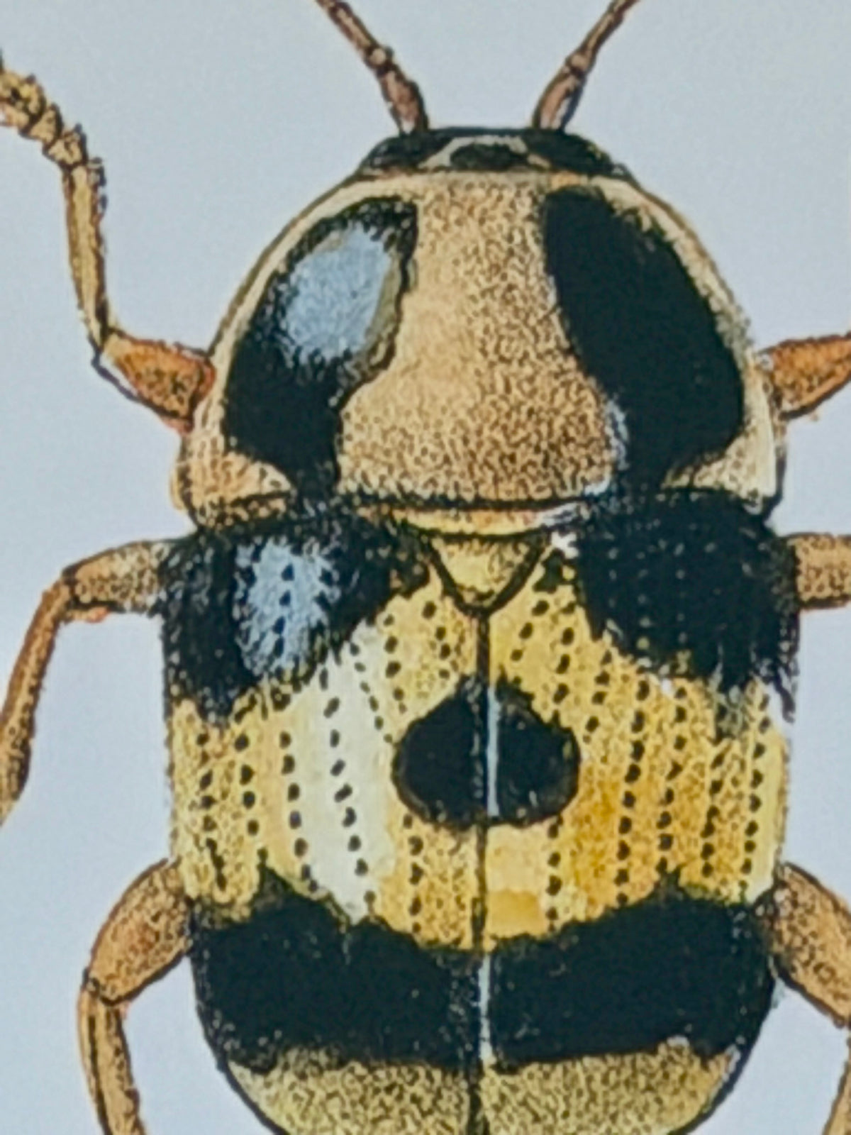 Danish Botanical Print, Beetles