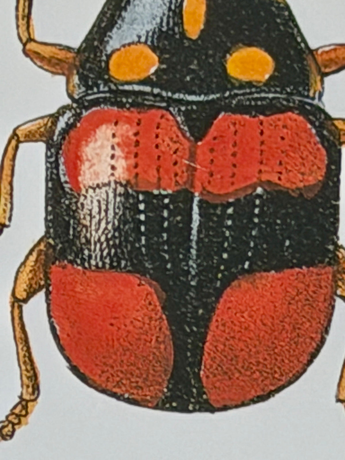Danish Botanical Print, Beetles