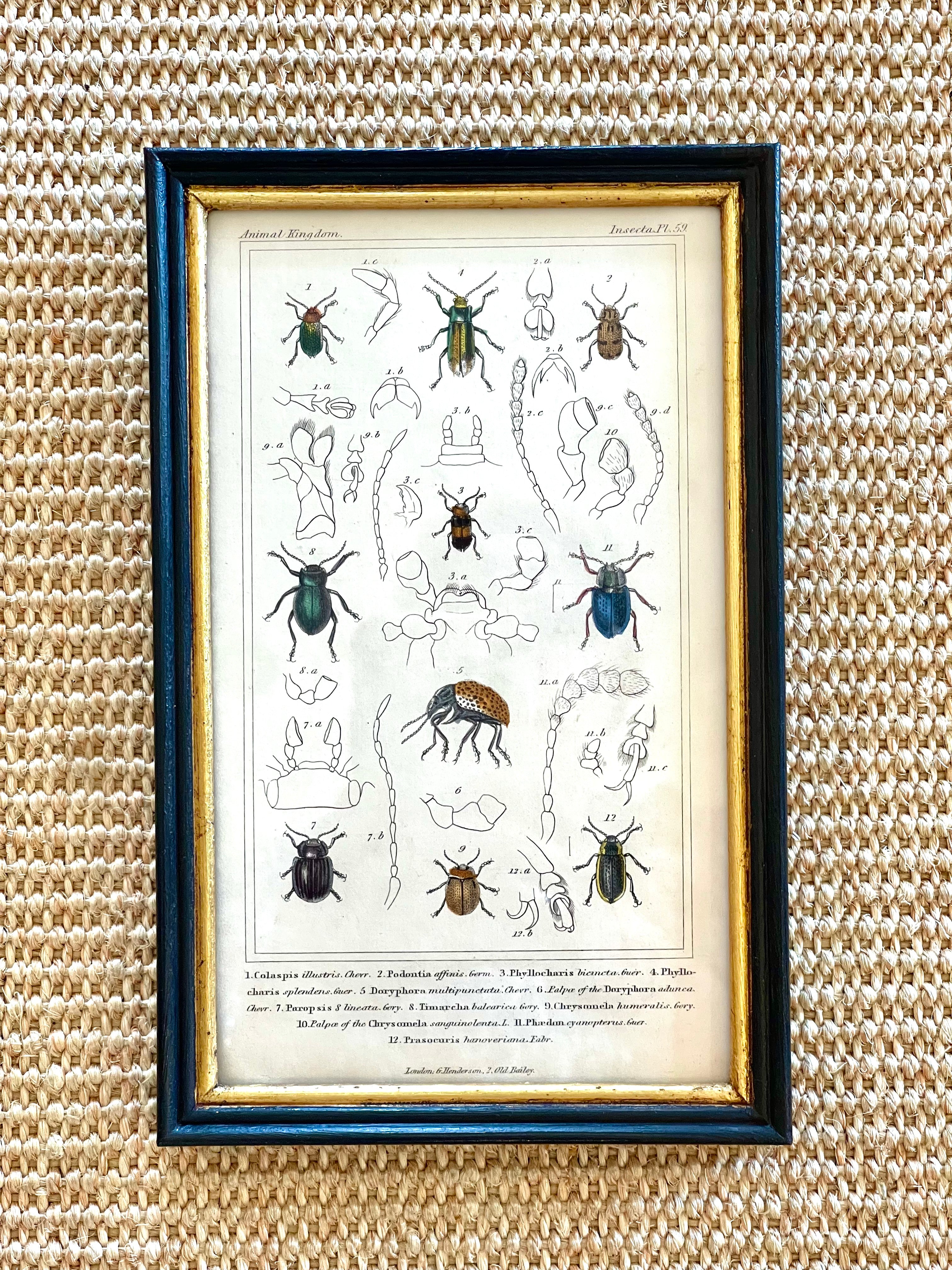 Illustrated Insects Print, Beetles