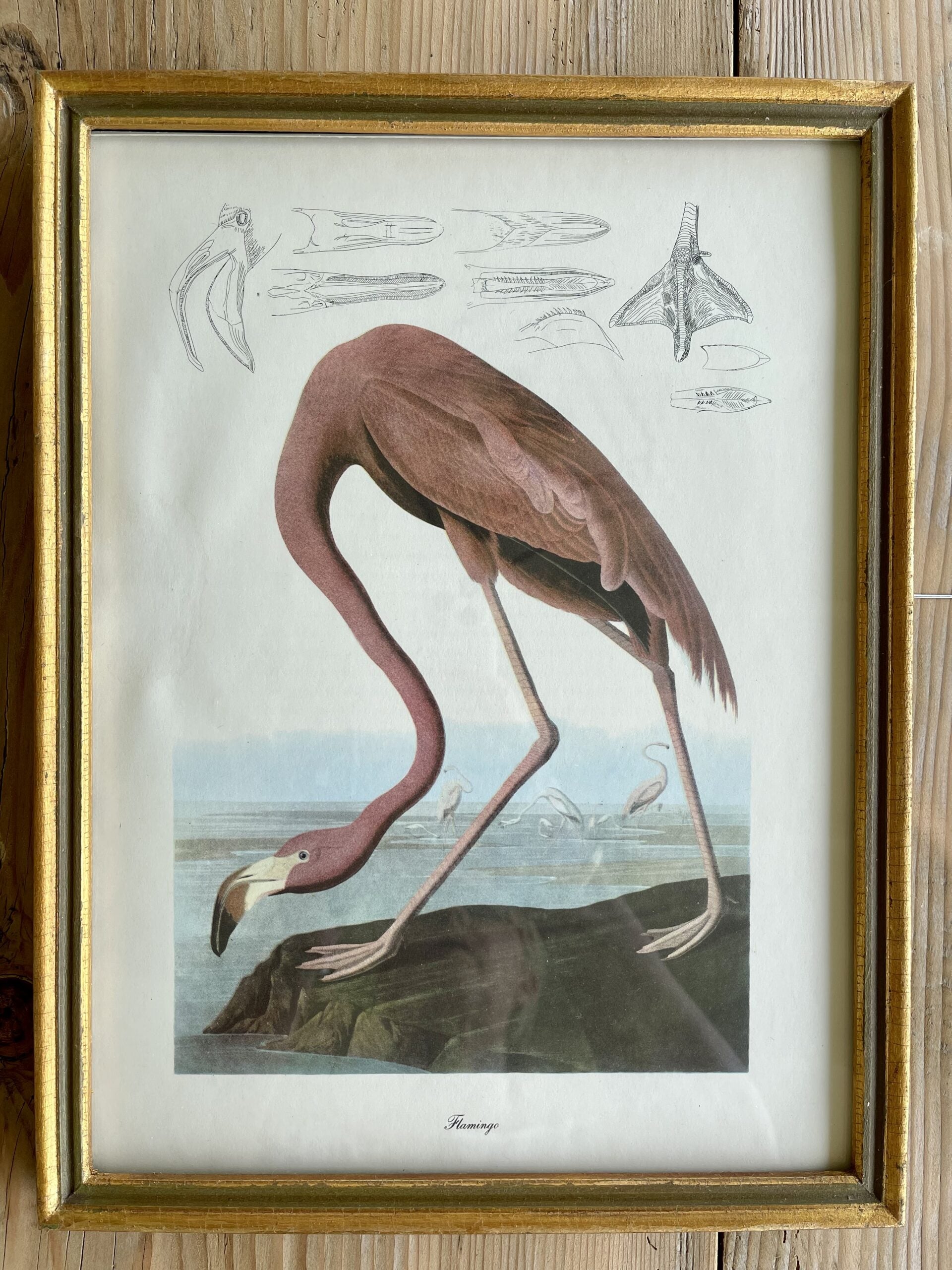 AudubonPrintsSetA5