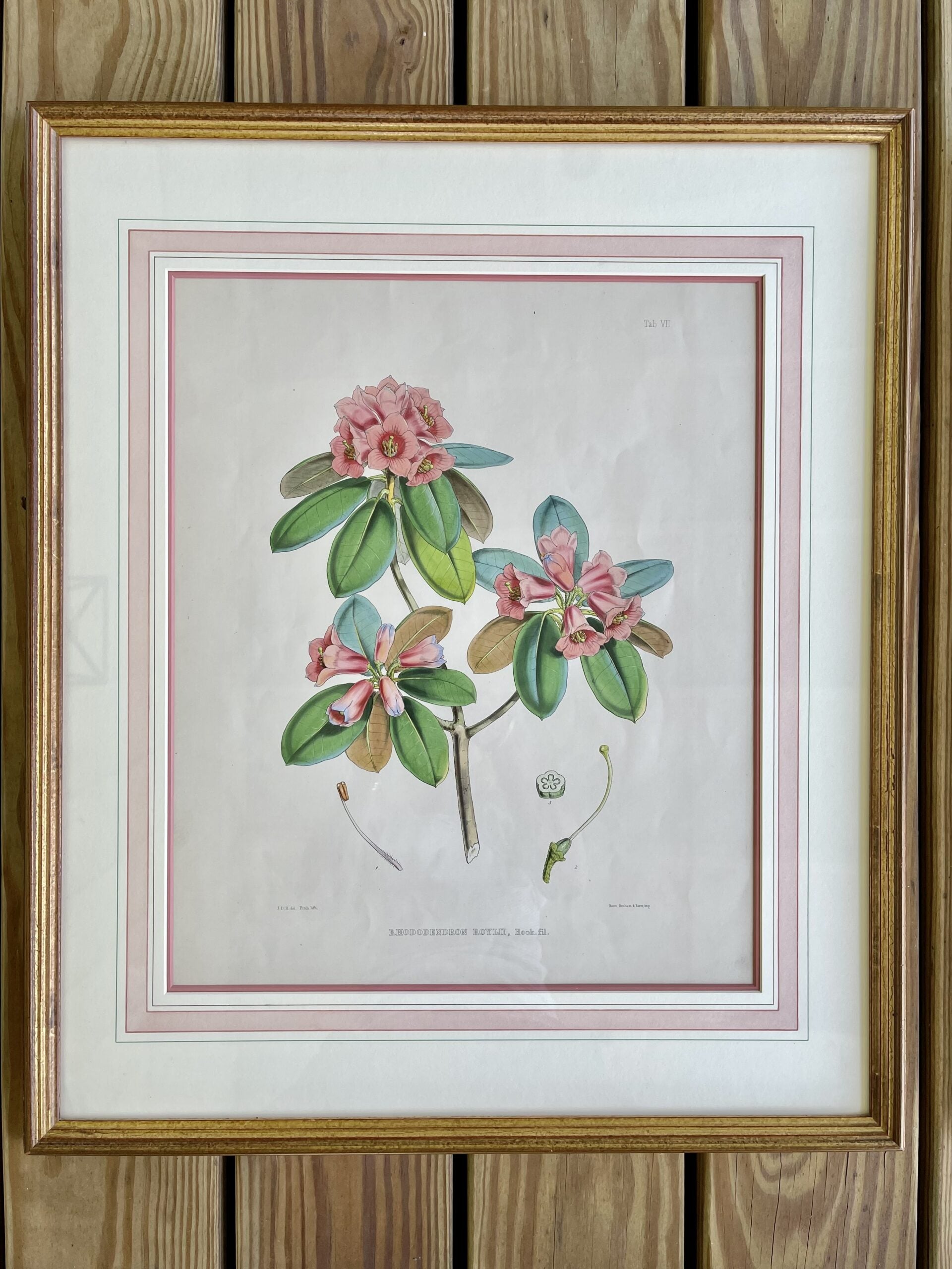 LithographsFlowers2