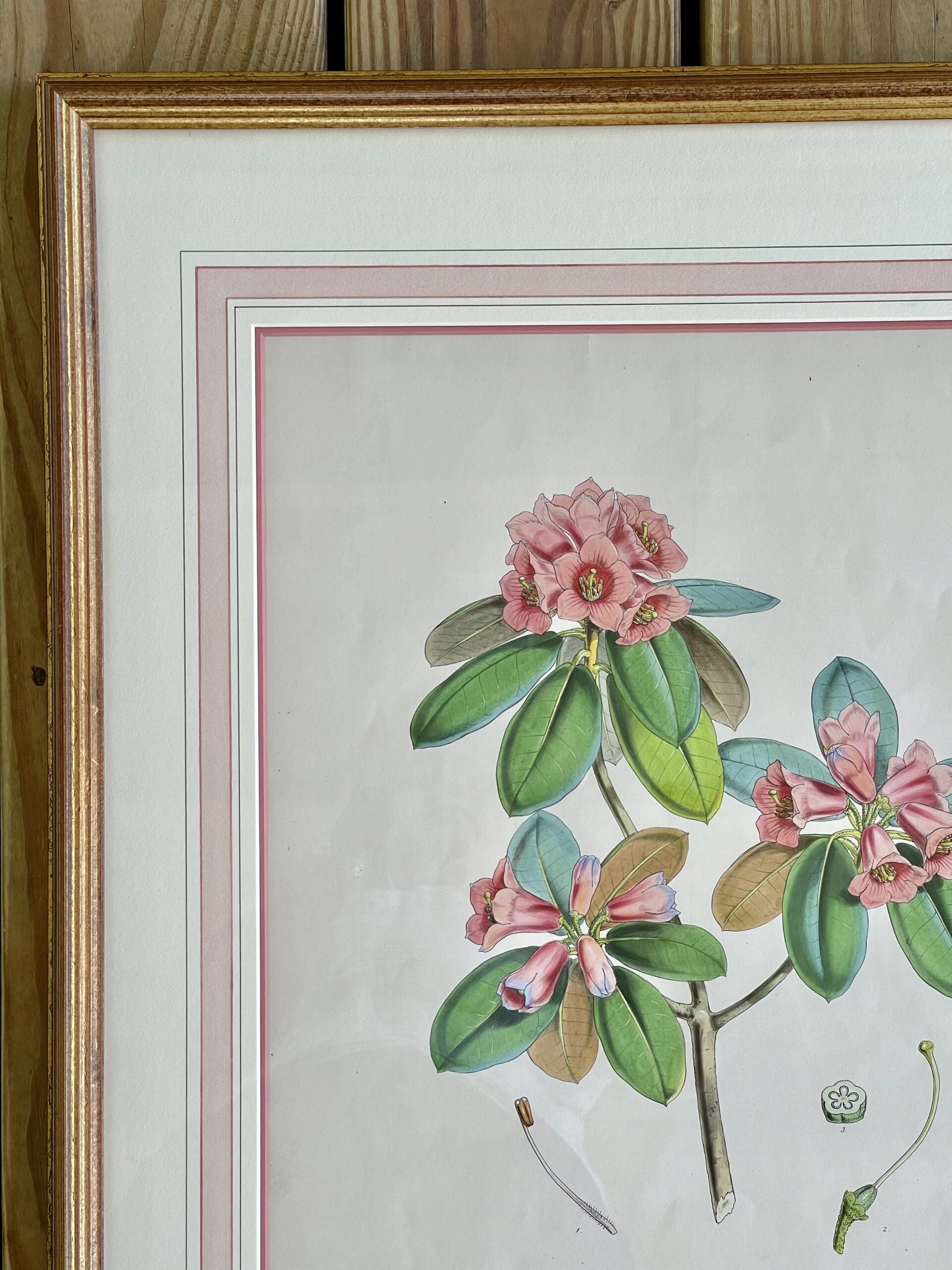 LithographsFlowers4