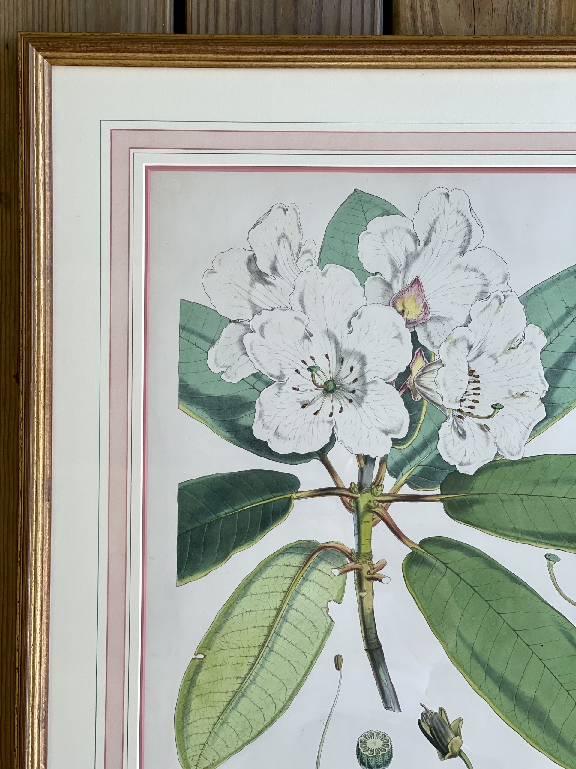 LithographsFlowers5
